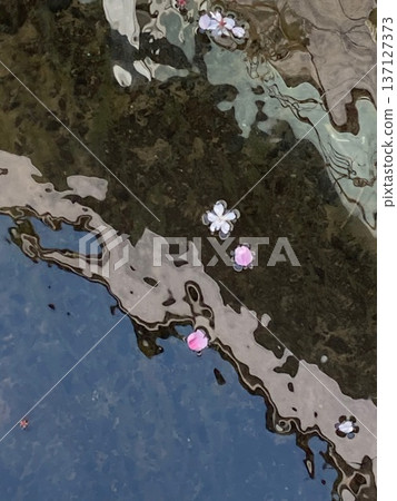 櫻花花瓣順著溪流飄落・1 櫻花花瓣順著溪流飄落・1 137127373