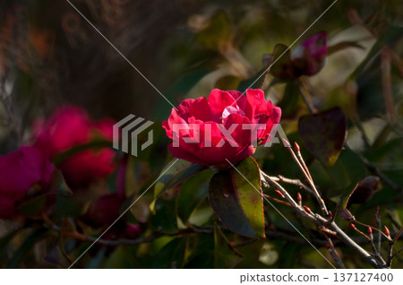 Sasanqua flowers on the Yasuragi embankment of the Shinano River Sasanqua flowers on the Yasuragi embankment of the Shinano River 137127400