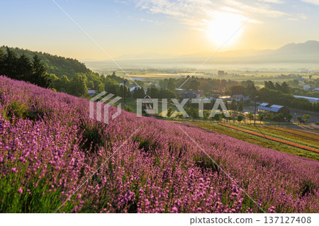 清晨薰衣草田 137127408
