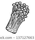 Enoki mushroom line drawing illustration 137127663