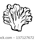 Maitake mushroom line drawing illustration 137127672