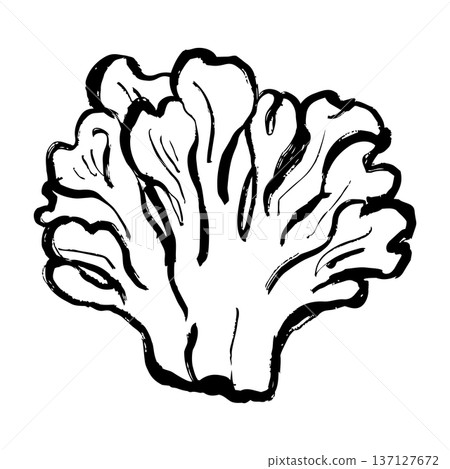 Maitake mushroom line drawing illustration Maitake mushroom line drawing illustration 137127672