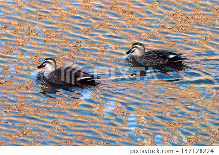 Karugamo on the Yasuragi Embankment of the Shinano River Karugamo on the Yasuragi Embankment of the Shinano River 137128224