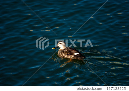 Karugamo on the Yasuragi Embankment of the Shinano River 137128225