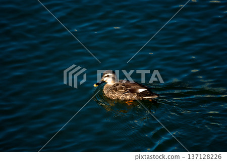 Karugamo on the Yasuragi Embankment of the Shinano River Karugamo on the Yasuragi Embankment of the Shinano River 137128226