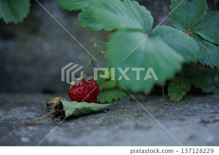 red ripe strawberries hiding in the shade of green leaves, home strawberries red ripe strawberries hiding in the shade of green leaves, home strawberries 137128229
