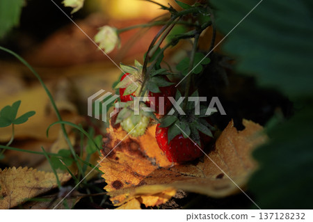red ripe strawberries hiding in the shade of green leaves, home strawberries red ripe strawberries hiding in the shade of green leaves, home strawberries 137128232