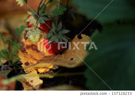 red ripe strawberries hiding in the shade of green leaves, home strawberries red ripe strawberries hiding in the shade of green leaves, home strawberries 137128233