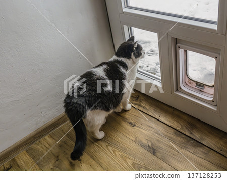 Black and White Cat Looking Out a Window at Snow Through a Pet Door on Hardwood Floor Black and White Cat Looking Out a Window at Snow Through a Pet Door on Hardwood Floor 137128253