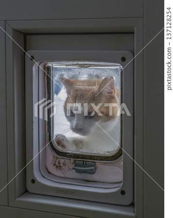 Ginger and White Cat Pawing at a Glass Cat Flap in a Home Door Ginger and White Cat Pawing at a Glass Cat Flap in a Home Door 137128254