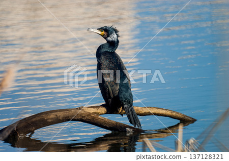 River cormorant on the Shinano River/Yasuragi Embankment 137128321