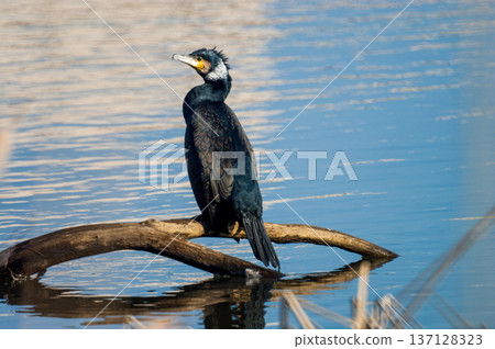 River cormorant on the Shinano River/Yasuragi Embankment 137128323