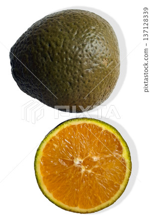 Choco Navelin is shown isolated. This variety of chocolate orange has a round shape. The outer skin is thick and dark while its inner segment reveals a rich orange color. Choco Navelin is shown isolated. This variety of chocolate orange has a round shape. The outer skin is thick and dark while its inner segment reveals a rich orange color. 137128339