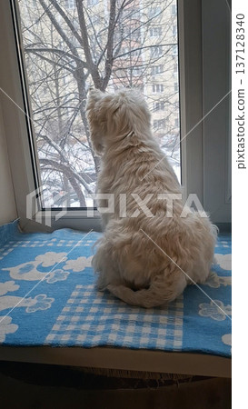 A fluffy white dog sits on a blue blanket near the window, gazing outside at the snowy city. Trees and winter scenes are visible in the background. A fluffy white dog sits on a blue blanket near the window, gazing outside at the snowy city. Trees and winter scenes are visible in the background. 137128340