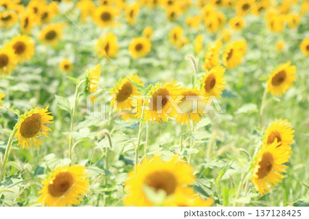 Sunflower field Sunflower field 137128425