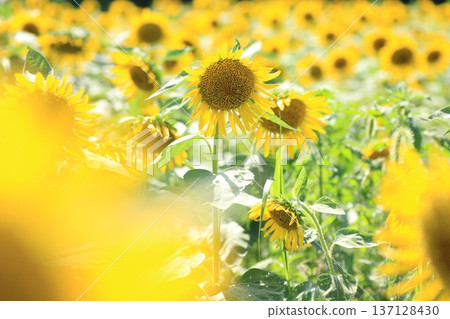 Flower of the sun Flower of the sun 137128430