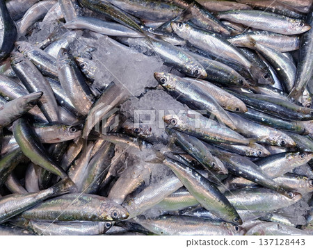 Sardines are arranged neatly on crushed ice at a seafood market. The silvery scales reflect light while showcasing their freshness for culinary uses. Customers can select fish for meals. Sardines are arranged neatly on crushed ice at a seafood market. The silvery scales reflect light while showcasing their freshness for culinary uses. Customers can select fish for meals. 137128443