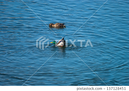 Mallard ducks flapping their wings on the Yasuragi Bank of the Shinano River (6/6) 137128451
