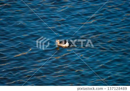 The crested porpoise of the Shinano River's Yasuragi Bank 137128489