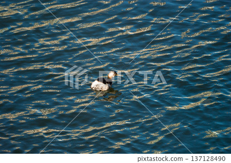 The crested porpoise of the Shinano River's Yasuragi Bank 137128490