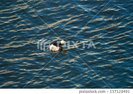 The crested porpoise of the Shinano River's Yasuragi Bank 137128491