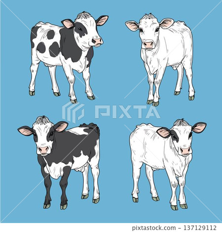 Four adorable calves showcasing different poses and expressions. 137129112