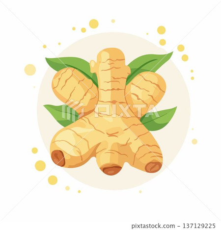 Colorful ginger root illustration with green leaves. Colorful ginger root illustration with green leaves. 137129225