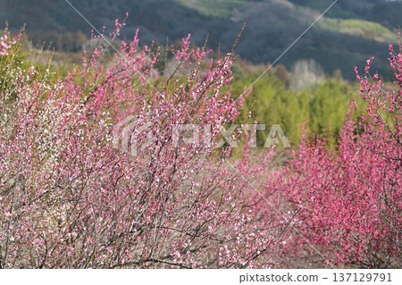 Colorful plum blossom Colorful plum blossom 137129791