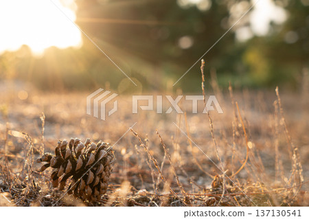 Image of a Pine Cone on the floor with a bright faint bright sun bottom Image of a Pine Cone on the floor with a bright faint bright sun bottom 137130541