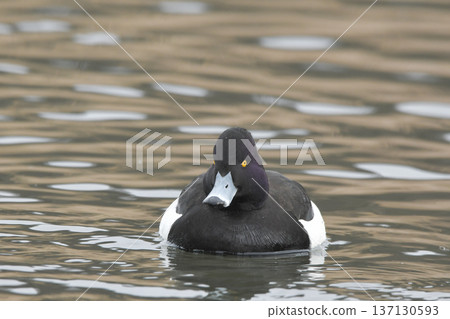 Kinkrochasshuro Kinkrochasshuro 137130593