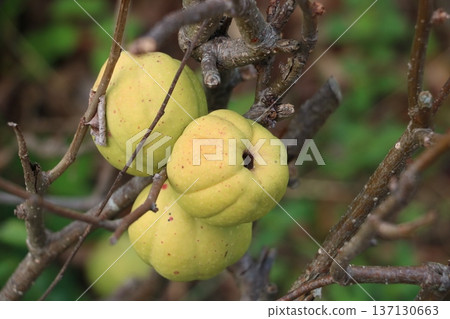 Fruit of blur Fruit of blur 137130663