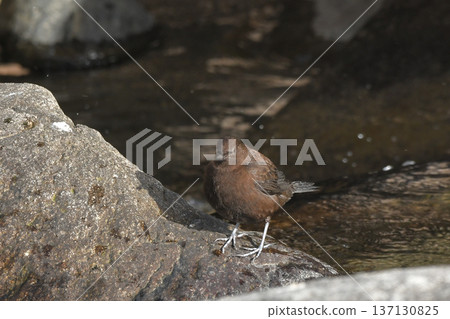 青蛙玻璃 137130825