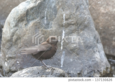 青蛙玻璃 137130826