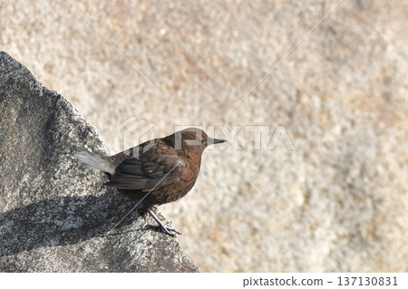 青蛙玻璃 137130831