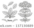 Stevia rebaudiana medical flower plant stem with leaves botanical sketch. Garden green herb. Diabetic sweetener. Sweet sugar substitute. Healthy diet food. Vintage engraving outline hand drawn vector 137130889