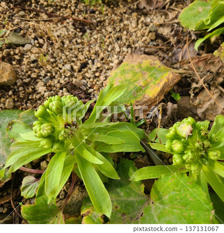 Butterbur buds blooming in spring Butterbur buds blooming in spring 137131067
