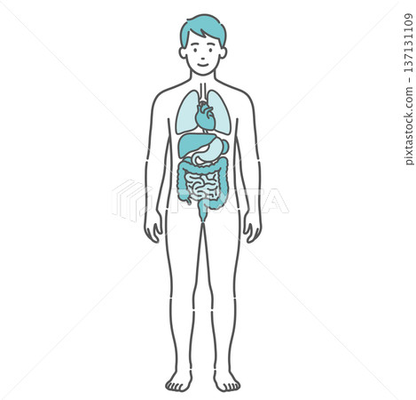Illustration of a male human body diagram/full-body model with internal organs drawn (front view) Illustration of a male human body diagram/full-body model with internal organs drawn (front view) 137131109