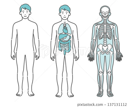 Illustration set of a male human body diagram and full-body model showing the surface, internal organs, and skeleton (front view) Illustration set of a male human body diagram and full-body model showing the surface, internal organs, and skeleton (front view) 137131112
