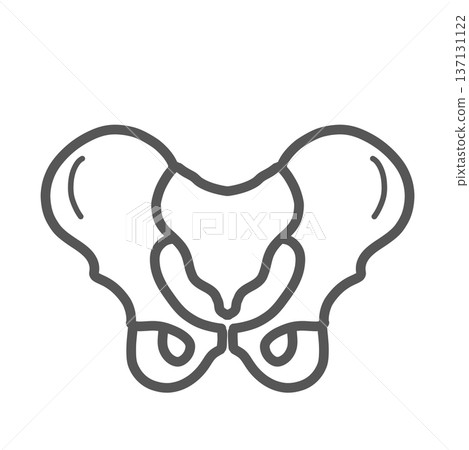 Pelvic skeleton illustration (front view, line drawing) Pelvic skeleton illustration (front view, line drawing) 137131122