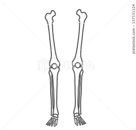 Leg and foot (lower limb) skeletal illustration (line drawing) Leg and foot (lower limb) skeletal illustration (line drawing) 137131124