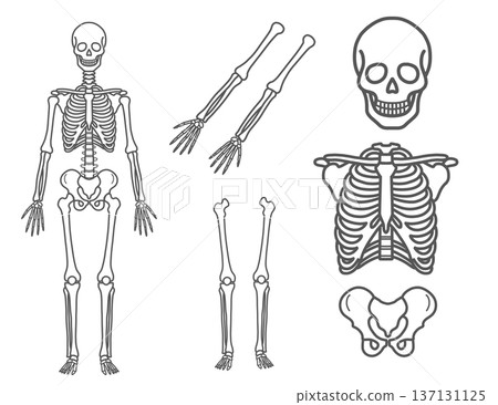 Skeleton parts illustration set (whole body, skull, ribs, pelvis, limbs, line drawing) Skeleton parts illustration set (whole body, skull, ribs, pelvis, limbs, line drawing) 137131125