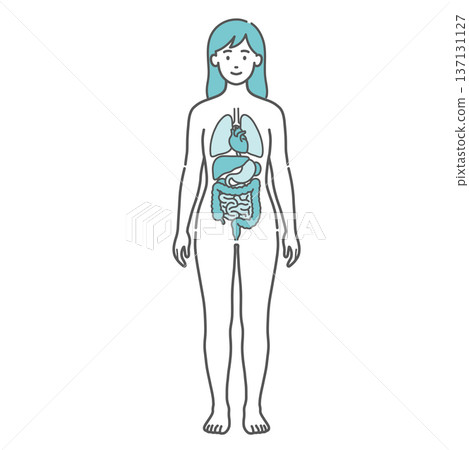 Illustration of a female anatomy and full-body model with internal organs drawn (front view) 137131127