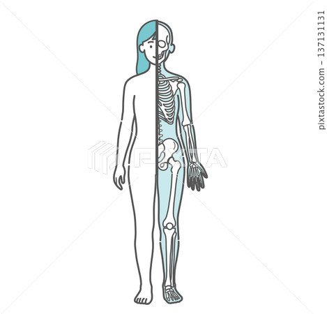 Illustration of a female human body diagram/full-body model (half-body skeleton/front view) showing the contrast between the surface and skeleton Illustration of a female human body diagram/full-body model (half-body skeleton/front view) showing the contrast between the surface and skeleton 137131131