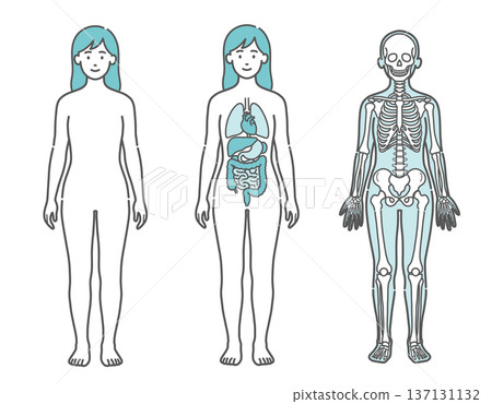 Illustration set of a female human body diagram and full-body model showing the surface, internal organs, and skeleton (front view) Illustration set of a female human body diagram and full-body model showing the surface, internal organs, and skeleton (front view) 137131132