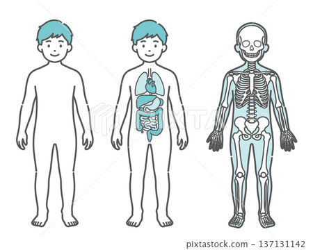 一套男孩(兒童)人體結構圖和全身模型插圖,展示了體表、內部器官和骨骼(正面視圖)。 一套男孩(兒童)人體結構圖和全身模型插圖,展示了體表、內部器官和骨骼(正面視圖)。 137131142