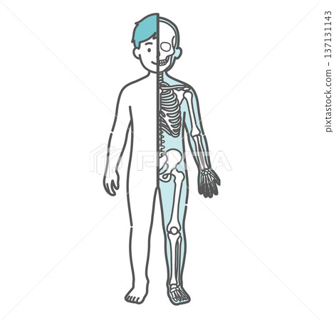 Illustration of a boy's (child's) anatomy and full-body model (half-body skeleton, front view) showing the contrast between the surface and the skeleton Illustration of a boy's (child's) anatomy and full-body model (half-body skeleton, front view) showing the contrast between the surface and the skeleton 137131143