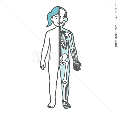 Illustration of a girl's (child's) anatomy and full-body model (half-body skeleton, front view) showing the contrast between the surface and the skeleton 137131146