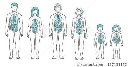 Human body diagram and model illustration set for all generations showing internal organs (men and women, seniors, children, front view) 137131152
