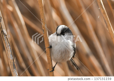 長尾山雀 137131159