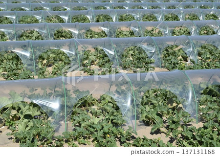 Melon cultivation in the Shonai Sand Dunes Melon cultivation in the Shonai Sand Dunes 137131168